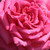 Roz - Trandafir teahibrid - Isabel de Ortiz®